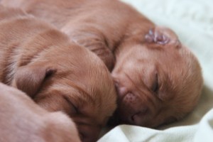 My's valpar 3 dygn 048