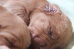 My's valpar 3 dygn 049