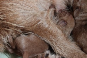 My's valpar 3 dygn 056