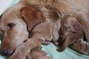 My's valpar 3 dygn 059