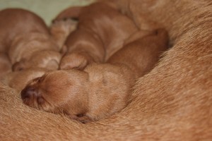 My's valpar 4 dygn 030