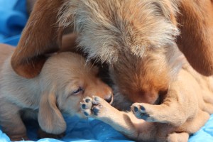 Morsdags utflykt 042