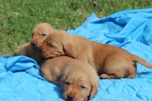 Morsdags utflykt 066