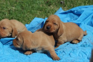 Morsdags utflykt 067