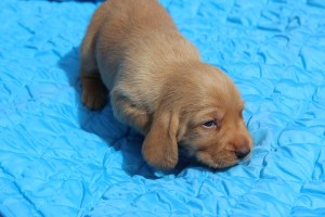 Morsdags utflykt 068