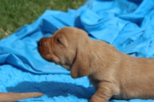 Är det hare som jag vädrar? Haistanko jäniksiä?