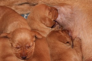 My's valpar 10-11 dagar 038