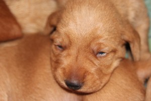 My's valpar 10-11 dagar 046