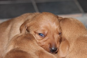 My's valpar 10-11 dagar 053