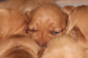 My's valpar 10-11 dagar 055