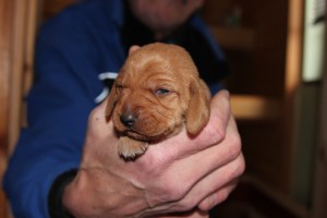 My's valpar 10-11 dagar 056