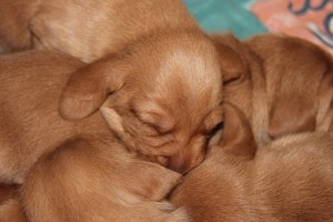 My's valpar 10-11 dagar 058