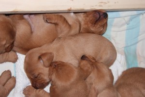 My's valpar 19 dagar 001