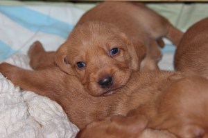 My's valpar 19 dagar 005