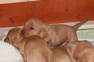 My's valpar 19 dagar 010