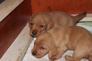 My's valpar 19 dagar 011