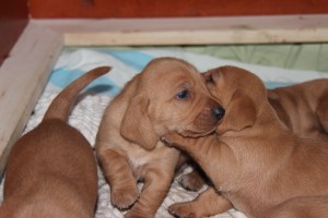 Ska vi leka? Leikitäänkö?