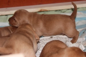 My's valpar 19 dagar 015