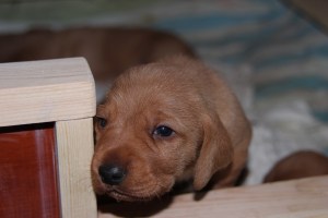 My's valpar 19 dagar 020