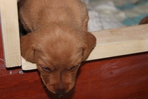 Nu kommer jag! Nyt tulen!