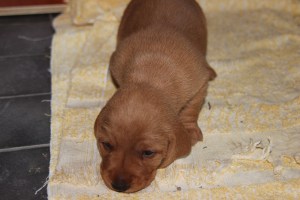 My's valpar 19 dagar 023