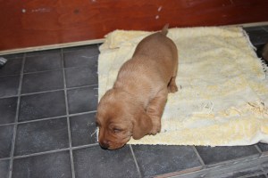 My's valpar 19 dagar 024