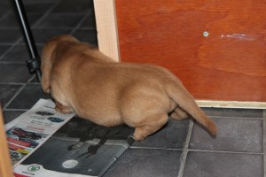 Vad finns månne där bak? Mitähän tuolla takana löytyy?