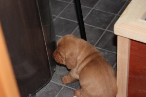 Tänkte fastna fast... Meinasin jäädä kiinni...