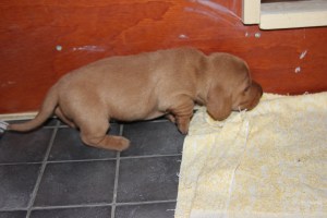 Bäst att gå tillbaka! Parasta palata takaisin!