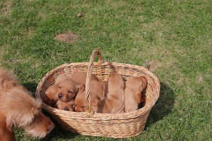 Kollektivtrafik - Joukkoliikenne