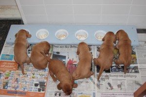 Matnyhet - Ruokauutuus