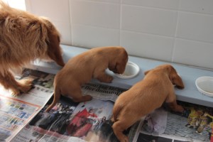 Går bra bara man törs stiga upp! Hyvin menee kunhan uskaltaa nousta ylös!