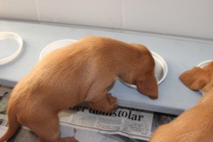 My's valpar 3 veckor 011