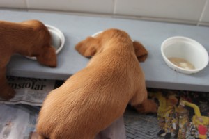 My's valpar 3 veckor 012