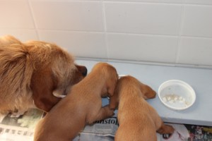 Mamma visar - Mamma näyttää