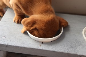 My's valpar 3 veckor 014