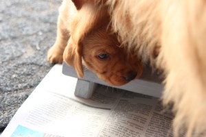 Mamma hann ta min kopp när jag gick ut :( Mamma ehti tyhjentää minun kuppini kun käväsin ulkona :(