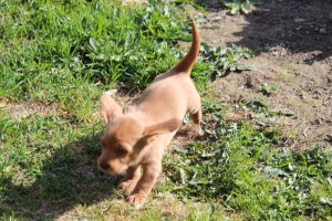 Full fart - Täysi vauhti