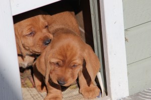 My's valpar 4 veckor 019