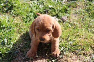 My's valpar 4 veckor 020