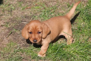 My's valpar 4 veckor 021