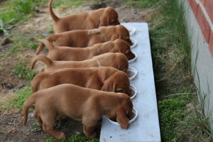 My's valpar 4 veckor 024