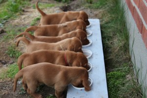 My's valpar 4 veckor 026