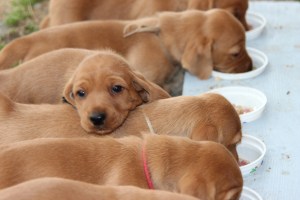 Är det samma i alla koppar? Onko samaa kaikissa kupeissa?