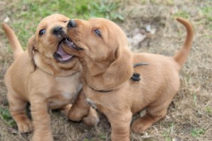 My's valpar 4 veckor 039