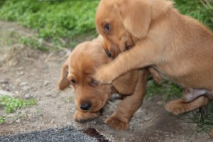 My's valpar 4 veckor 044