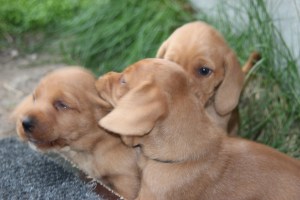 My's valpar 4 veckor 050