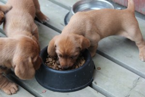 Jag har smakat förr, så jag kan prova igen. Olen maistanut aikaisemin joten voin kokeilla uudestaan.