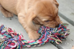 My's valpar 4 veckor 066