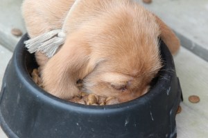 Det bästa brukar väl vara längst ner? Eikä paras ruoka tapaa olla pohjalla?